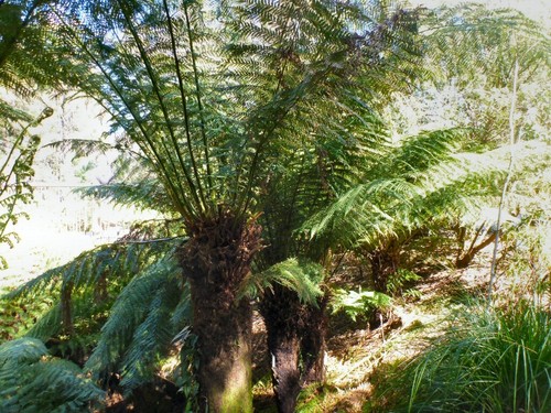 Soft tree fern dicksonia - soft,