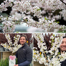 Cherry Blossom Tree Plant