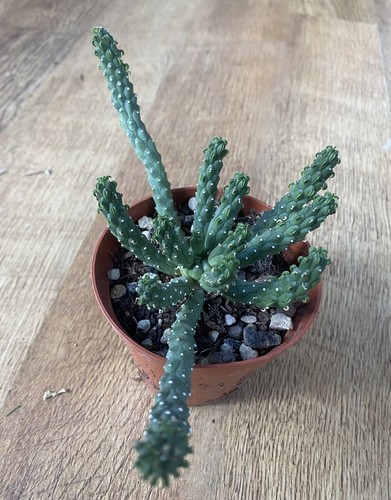Euphorbia inermis medusa - euphorbia, medusa’s