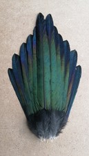 Magpie tail feathers set of 12