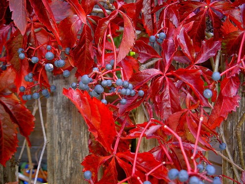 Virginia creeper - virginia,