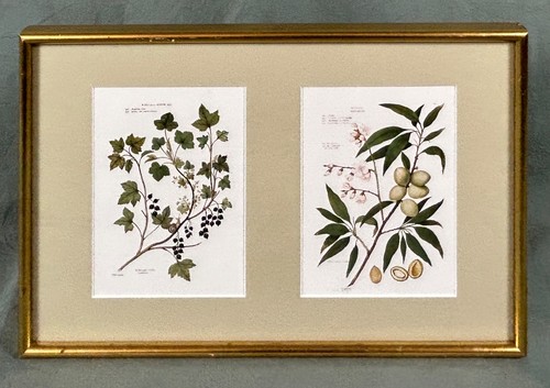 Two vintage botanical prints - two,