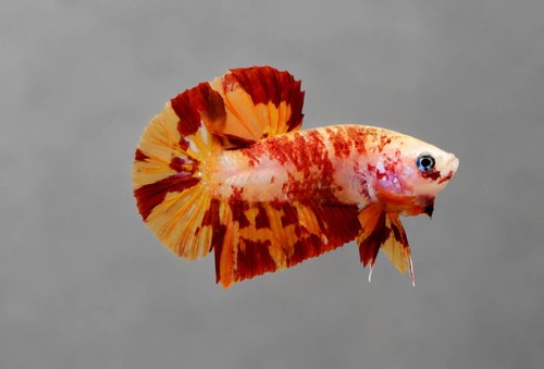 Wysiwyg live betta fish - wysiwyg-,