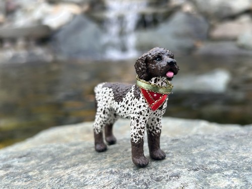 German short hair pointer - hair,