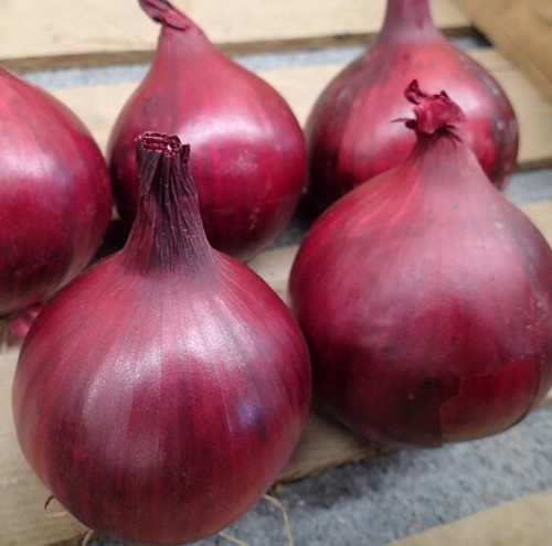 Red onion plug - red,
