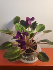 African Violet Taboo Young