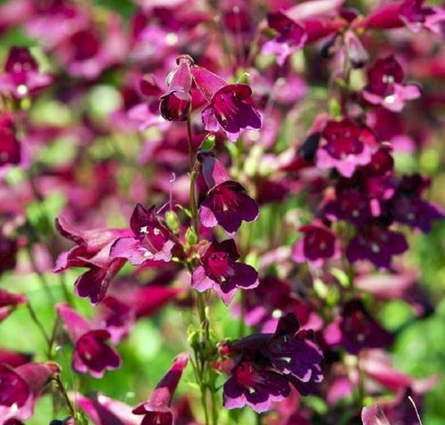 Perennial penstemon - 3x,