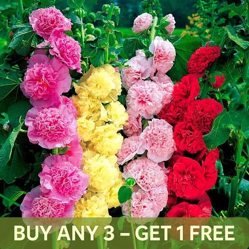 Hollyhock chaters double - hollyhock,