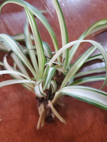Airplane spider plant rooted - airplane,