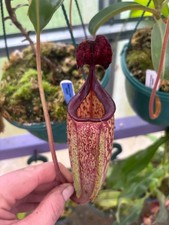 Nepenthes Burbidgeae X (Maxima