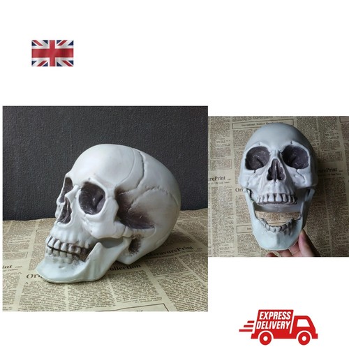 Realistic skull halloween - -,