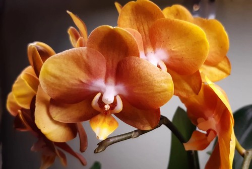 Phalaenopsis las vegas - phalaenopsis, 'las