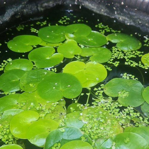 Young frogbit native - x,