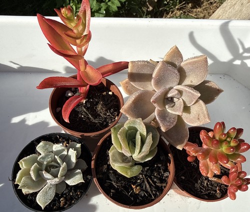 Mixed succulent plants in - 5,