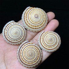 27g Natural Queen Wheel Conch Shell Natural Seashell Decor G82