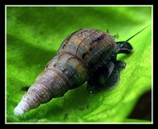 X20 Trumpet Snail For Planted