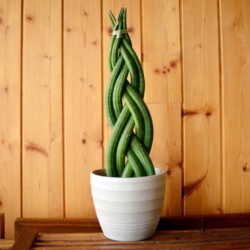 Braided snake plant - snake,
