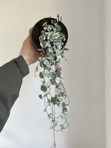 Variegated string hearts - variegated,