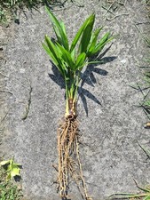 Trachycarpus Fortunei Palm