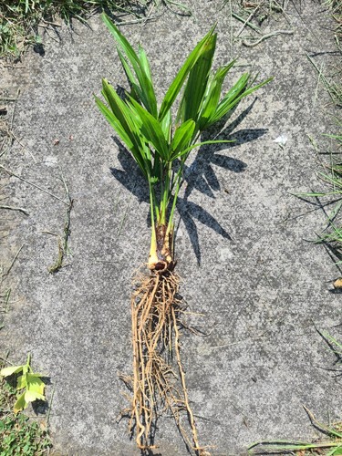 Trachycarpus fortunei palm - fortunei,