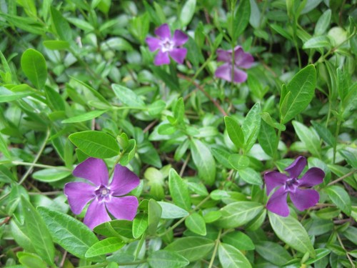 Periwinkle plants vinca - periwinkle,