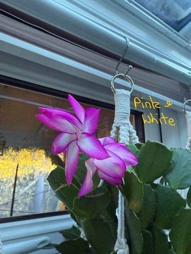 Schlumbergera rooted - schlumbergera, tg,