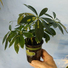 Variegated Umbrella Tree live