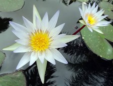 Nymphaea pubescens White |