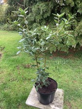 Large Holm Oak Tree - Quercus ilex, UK Grown - 110cm / 88cm