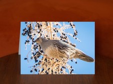 Gambel's quail at Oasis of