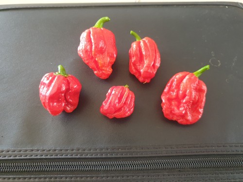 Fresh trinidad scorpion chilli - trinidad,