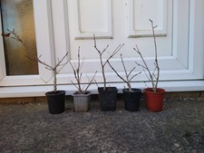 Oak Tree Sapling x 1