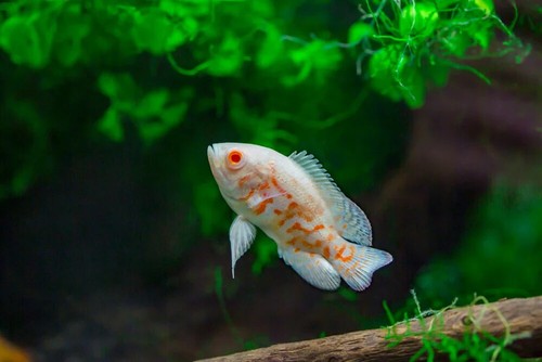 Albino tiger oscar - tiger, –