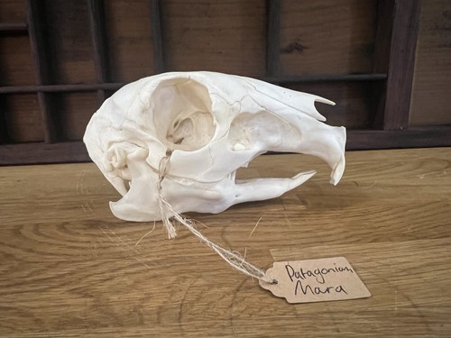 Patagonian mara skull - mara,