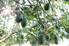 Fuerte Avocado Tree Cold Hardy