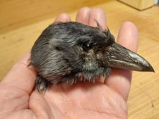 Magpie Head Skull  (Pica Pica)