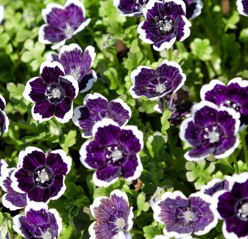 Baby penny black nemophila - penny,