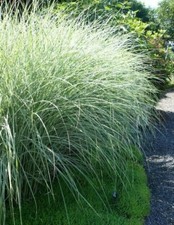 Miscanthus sinensis 'Morning