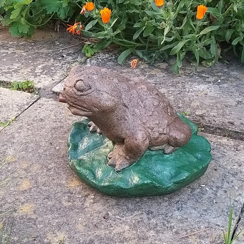 Frog toad water - frog/toad, feature