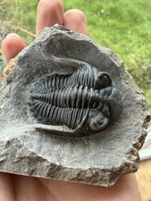 Hollardops Trilobite Fossil