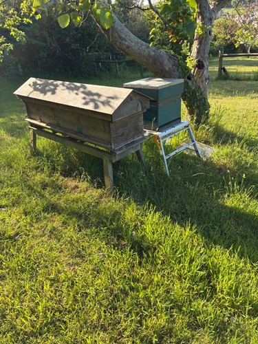 Hyde long hives for honey - for,