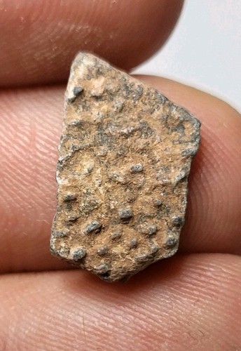 Genuine raptor egg shell - egg,