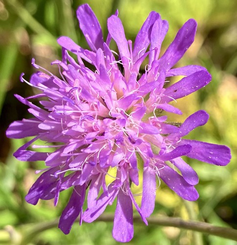 Field scabious seeds 3g - seeds, 0.3g