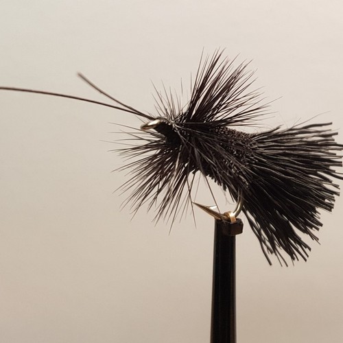 Sedge all black - x,