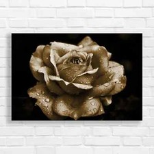 en Rose Drops Sepia Canvas