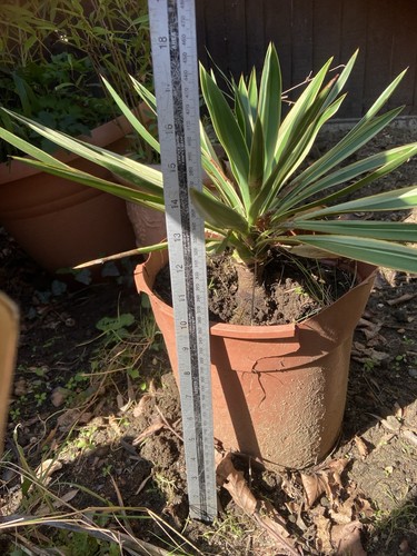 Yucca plant hardy for - hardy, outdoor