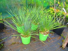 Hardy beaked yucca - hardy,