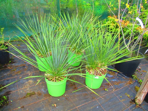 Hardy beaked yucca - yucca,