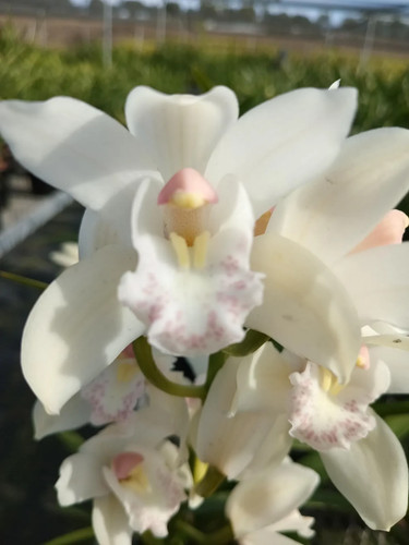 Cymbidium music bow dancer - cymbidium,