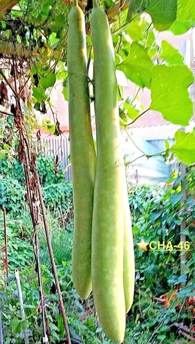 Seeds bash lau - 6, italian